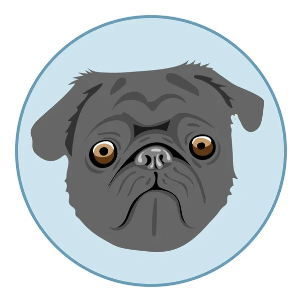 Ψηφιακή διάνυσμα pug σκυλί πρόσωπο, στον μπλε κύκλο — Διανυσματικό Αρχείο