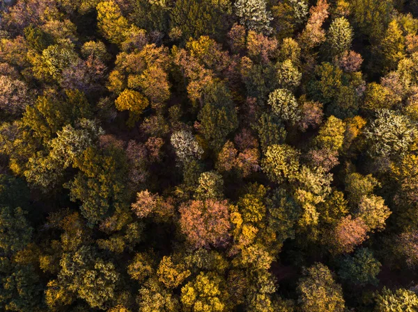 Foresta Autunnale Ripresa Dall Alto Con Drone — Foto Stock