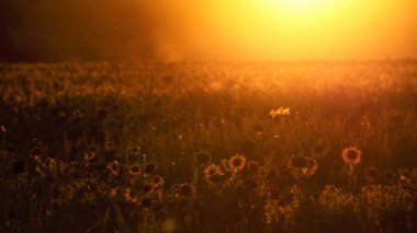 Batan güneşin ışığında ayçiçeği tarlası