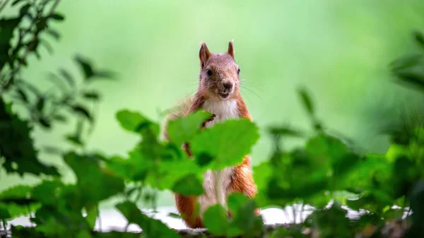 Staying Squirrel Orange Fur Looking Somewhere Greenery — Stock Photo, Image