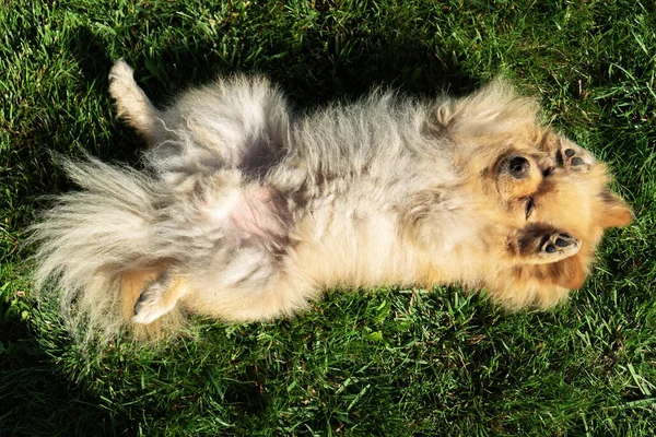 Pomeranian Met Gele Vacht Liggend Het Gras Zijn Rug — Stockfoto