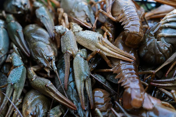 Multiple green and brown fresh crayfish