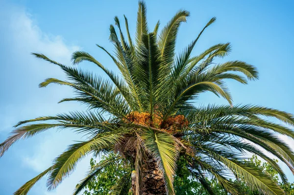 Palmier Ciel Bleu Partiellement Nuageux Arrière Plan Asprovalta Grèce — Photo