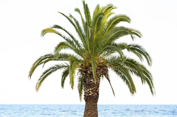 Gran Palmera Verde Mar Grecia — Foto de Stock