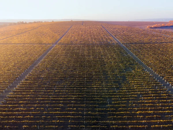 Filas Viñedos Verdes Rojos Atardecer Moldavia — Foto de Stock