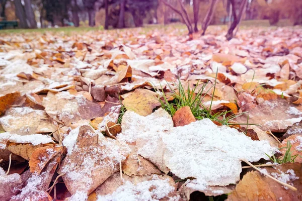Bevroren Gouden Bladeren Met Sneeuw Groen Gras Herfst Een Park — Stockfoto