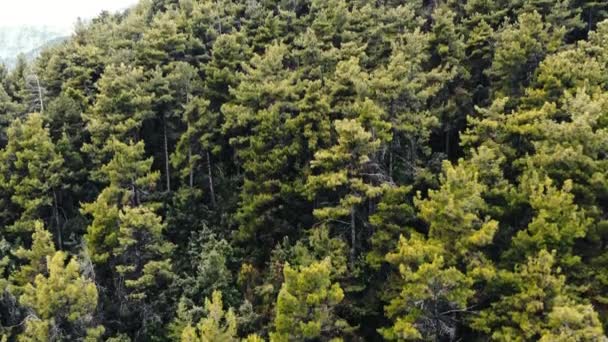 Une colline couverte de verdure luxuriante, arbres et buissons, Thassos, Grèce — Video