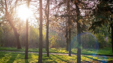 Orman doğası. Ateşler, çalılar ve yeşil çimenler. Güneş ışığı
