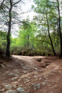 Yeşiller ve çalılarla dolu bir orman, Yunanistan 'da bir patika.