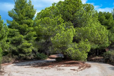 Yeşiller ve çalılar yemyeşil, Yunanistan 'da bir patika