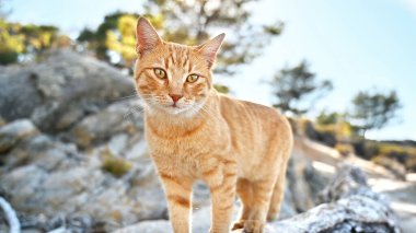 Yunanistan 'da Ege kıyısı yakınlarındaki kayalıklarda kalan kızıl kedi