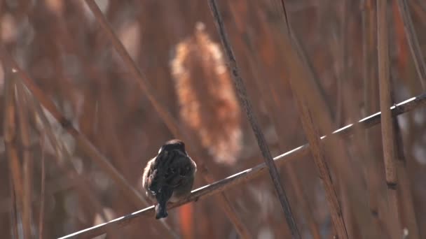 Malý vrabec na rákosí, zpomalený pohyb — Stock video