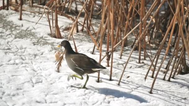 Птица-куропатка ест кусок хлеба на замерзшем озере — стоковое видео