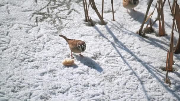 겨울에 얼어붙은 호수에서 빵 조각을 먹고 있는 참새 — 비디오