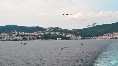 Yüzen feribotun yanında uçan martılar. Uzağa in. Hava bulutlu. Ağır çekim. Yunanistan
