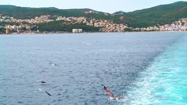在漂浮的渡船附近飞行的海鸥 慢动作希腊 — 图库视频影像