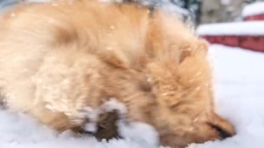 Arka bahçedeki karda yatan sarı kürklü bir Pomeranian. Üzerine kar taneleri düşüyor.