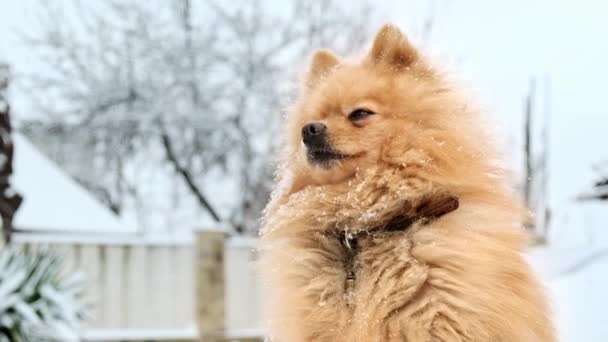 Pomeranian Con Piel Amarilla Sentado Nieve Patio Trasero Copos Nieve — Vídeos de Stock