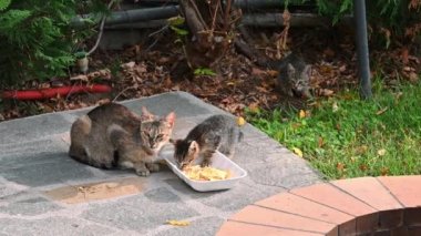 Yerdeki bir tabaktan yemek yiyen iki evsiz kedi, bir de arkadaki kedi. Etrafta uçuşan arılar