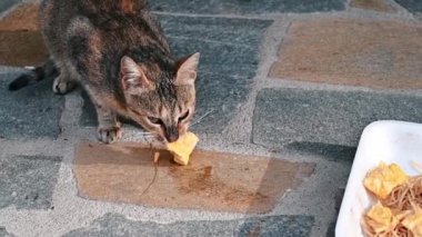 Evsiz bir kedi yerdeki bir tabaktan yemek yiyor. Yavaş çekim
