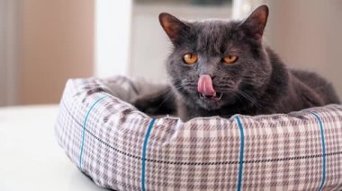 Koyu gri kürklü ve turuncu gözlü evcil bir kedi kanepeye uzanmış, gözlerini kırpıyor ve başını çeviriyor. Yavaş çekim