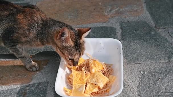 Безпритульний Кіт Бере Шматочок Їжі Тарілки Землі Листя Повільний Рух — стокове відео