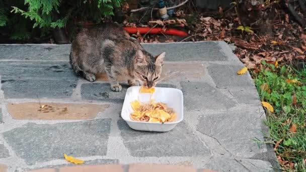 一只无家可归的猫正在吃地上盘子里的一块食物 蜜蜂飞来飞去 慢动作 — 图库视频影像