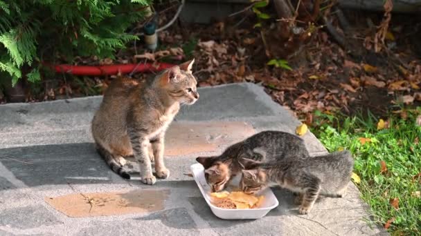 3匹のホームレスの猫が地面の皿から食べ物を食べています 蜂が飛び回って — ストック動画