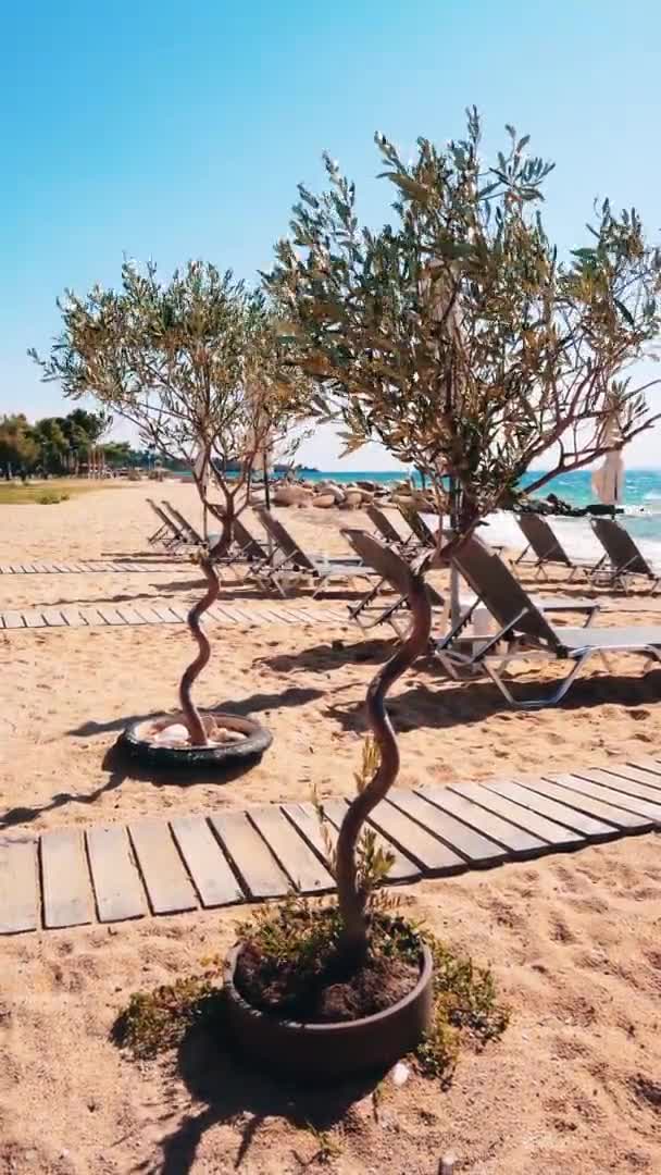 Cultivando Olvas Playa Costa Del Mar Egeo Con Tumbonas Rocas — Vídeo de stock