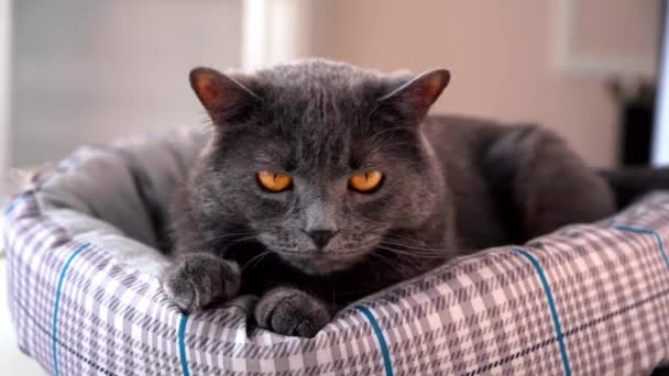 一只家猫 有着深灰色的毛皮和橙色的眼睛 躺在沙发上舔着它的爪子 慢动作 — 图库视频影像