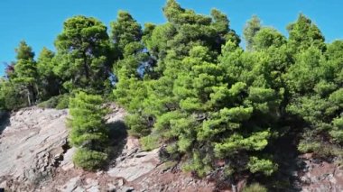 Yunanistan 'da yeşil ağaçların yetiştiği Rocky Hill yamacı. Yakınlaştırma etkisi, yavaş çekim
