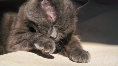 Gri tüylü bir kedi pençesini yalıyor ve evde başını yıkıyor.