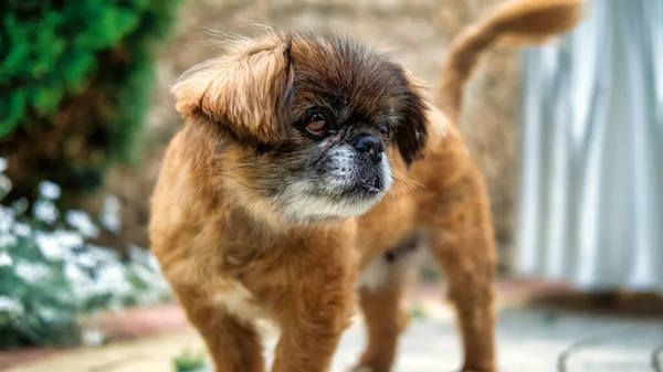 Vista Cercana Perro Con Piel Amarilla — Foto de Stock