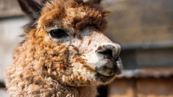 Retrato Lama Com Pele Marrom Alaranjada Zoológico — Fotografia de Stock