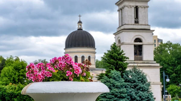 Doniczka Różowymi Kwiatami Centrum Kiszyniowa Centralna Katedra Dzwonnica Tle Mołdawia — Zdjęcie stockowe