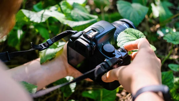 Женщина Фотографирует Зеленые Листья Помощью Профессиональной Камеры — стоковое фото