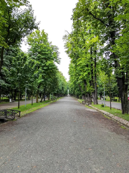 Zielony Park Alejkami Drzewami Krzewami Cluj Napoca Rumunia — Zdjęcie stockowe