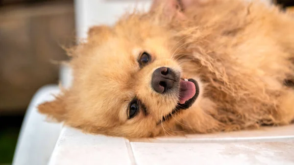 Feliz Pomeranian Deitado Com Pele Amarela Molhada Boca Aberta — Fotografia de Stock