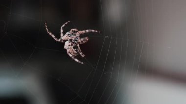Ağında oturan örümceğin vücudunun detaylarını ve ince ipeklerini gösteren yakın plan.