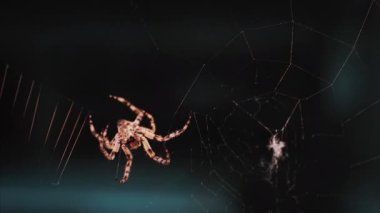 Ağında oturan örümceğin vücudunun detaylarını ve ince ipeklerini gösteren yakın plan.