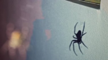 Ağında oturan örümceğin vücudunun detaylarını ve ince ipeklerini gösteren yakın plan.