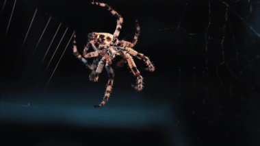 Ağında oturan örümceğin vücudunun detaylarını ve ince ipeklerini gösteren yakın plan.