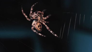 Ağında oturan örümceğin vücudunun detaylarını ve ince ipeklerini gösteren yakın plan.