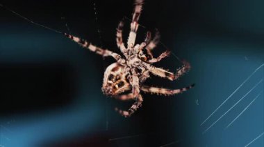 Ağında oturan örümceğin vücudunun detaylarını ve ince ipeklerini gösteren yakın plan.