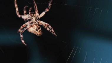 Ağında oturan örümceğin vücudunun detaylarını ve ince ipeklerini gösteren yakın plan.