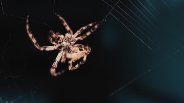 Ağında oturan örümceğin vücudunun detaylarını ve ince ipeklerini gösteren yakın plan.