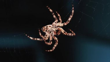 Ağında oturan örümceğin vücudunun detaylarını ve ince ipeklerini gösteren yakın plan.