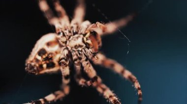 Ağında oturan örümceğin vücudunun detaylarını ve ince ipeklerini gösteren yakın plan.