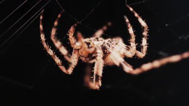 Ağında oturan örümceğin vücudunun detaylarını ve ince ipeklerini gösteren yakın plan.