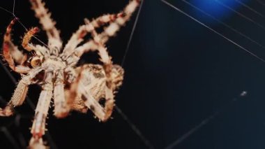 Ağında oturan örümceğin vücudunun detaylarını ve ince ipeklerini gösteren yakın plan.